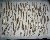ワカサギとか魚が沢山釣れた時の甘露煮作り方4写真