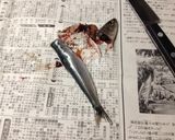 自家製アンチョビ作り方2写真