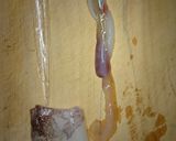 イカのはらわた蒸し焼き作り方4写真