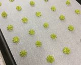 マーガリンで作る♪抹茶ラングドシャ♪作り方4写真
