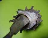 新玉ねぎとさざえの酢みそ和え　茹で方付き作り方5写真