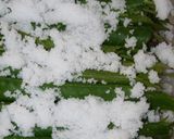 ♡意外に簡単!!✿❀桜の葉の塩漬け♡作り方6写真
