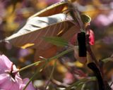 ♡意外に簡単!?✿❀桜の花の塩漬け♡作り方1写真
