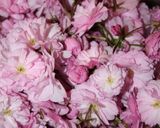 ♡意外に簡単!?✿❀桜の花の塩漬け♡作り方2写真