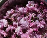 ♡意外に簡単!?✿❀桜の花の塩漬け♡作り方3写真