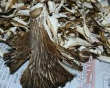 ヒラタケ（平茸）の処理と乾燥保存作り方9写真