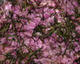 ♡意外に簡単!?✿❀桜の花の塩漬け♡作り方6写真