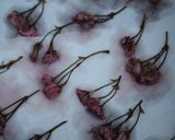 ♡意外に簡単!?✿❀桜の花の塩漬け♡作り方7写真