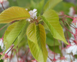 ♡意外に簡単!!✿❀桜の葉の塩漬け♡作り方1写真