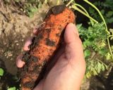 【十勝一年生】セロリの具沢山トマトスープ作り方1写真
