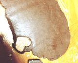 【簡単☆量産‼︎】濃厚チョコクッキー作り方7写真