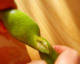 裏ワザあり！空豆の美味しい茹で方作り方1写真