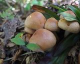晩秋・山採りきのこ3種の吸い物(絶品)作り方3写真