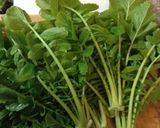 大根菜のゴマ味噌和え♪作り方1写真