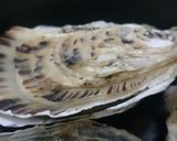 フライパンで作る！超簡単！牡蠣の酒蒸し作り方5写真