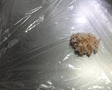おうちで作る！ご飯でせんべい作り方3写真