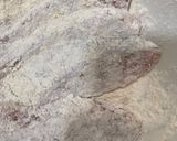 鮭のバターソテータルタル和えのせ作り方5写真
