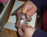 ふぁふぁいわし団子作り方1写真