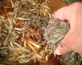 簡単！コツで失敗無し＊いかなごのくぎ煮作り方8写真