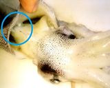 😊スルメイカの捌き方と簡単トマト肝炒め😊作り方1写真
