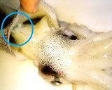 ☺スルメイカの捌き方と簡単トマト肝炒め☺作り方1写真