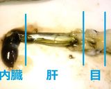 😊スルメイカの捌き方と簡単トマト肝炒め😊作り方3写真