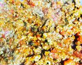 ミートソース＆ほうれん草のグラタン作り方6写真
