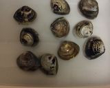蛤のお吸い物（潮汁）作り方1写真