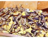 丹後の味★ばら寿司作り方11写真