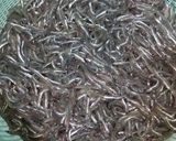 イカナゴのくぎ煮作り方1写真