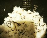 残りご飯でキャベツと塩昆布のチャーハン♡作り方2写真