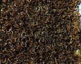 ティファールでイカナゴの釘煮【八朔味作り方8写真