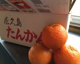 屋久島のたんかんで❤︎たんかんかん作り方1写真