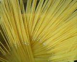 S氏のパスタ（納豆タラコクリームパスタ）作り方1写真