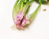 ほうれん草のゴマ和え作り方1写真