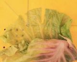 ☆簡単 トマト缶でロールキャベツ☆作り方5写真