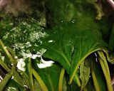 ふき(蕗)の下拵え作り方9写真