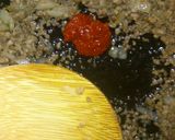 フライパン1つで簡単♡麻婆豆腐作り方4写真