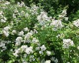 野薔薇（ノイバラ）の新芽と人参の天ぷら作り方1写真