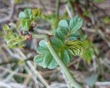 野薔薇（ノイバラ）の新芽と人参の天ぷら作り方2写真