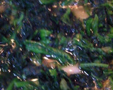 ほうれん草と牡蠣のアヒージョ作り方5写真