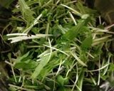 簡単☆早い☆水菜と貝割れのサラダ作り方2写真