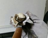 簡単に蒸し牡蠣作り方8写真