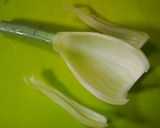 フェンネルで♪おしゃれなオードブル作り方5写真