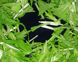 水菜と厚揚げのサラダ＊ゆず醤油ダレで作り方1写真
