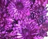 食用菊の酢の物ポンペイペッパー入り作り方1写真