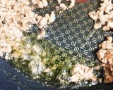 ヒーハー♬イケるぜ♡大人の麻婆豆腐♡作り方2写真