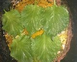 アジの大葉はさみ焼き作り方6写真