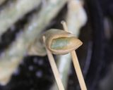 ロールフィロ作り方10写真
