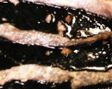 お好み焼き粉で鮭のソテー簡単魚ムニエル秋作り方9写真